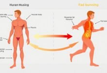 Ilustrasi metabolisme tubuh selama latihan pembentukan otot dan pembakaran lemak